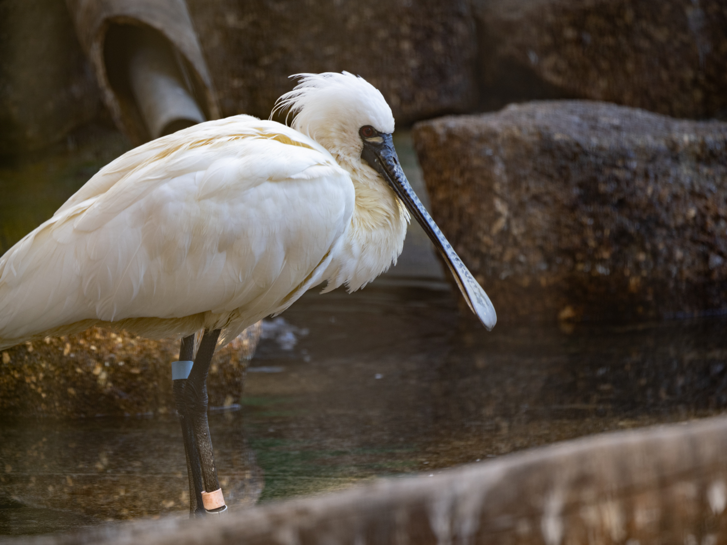 2026.1.25 多摩動物公園 : ふなきちのフィールドノート