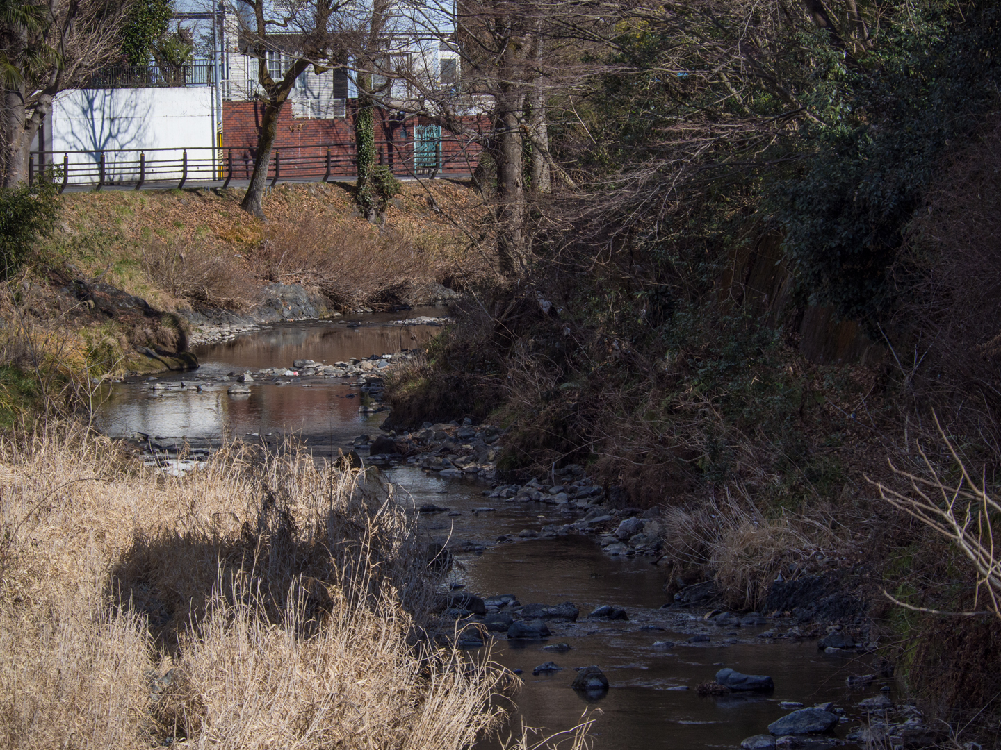 南浅川 白山神社 カワガラス ふなきちのフィールドノート