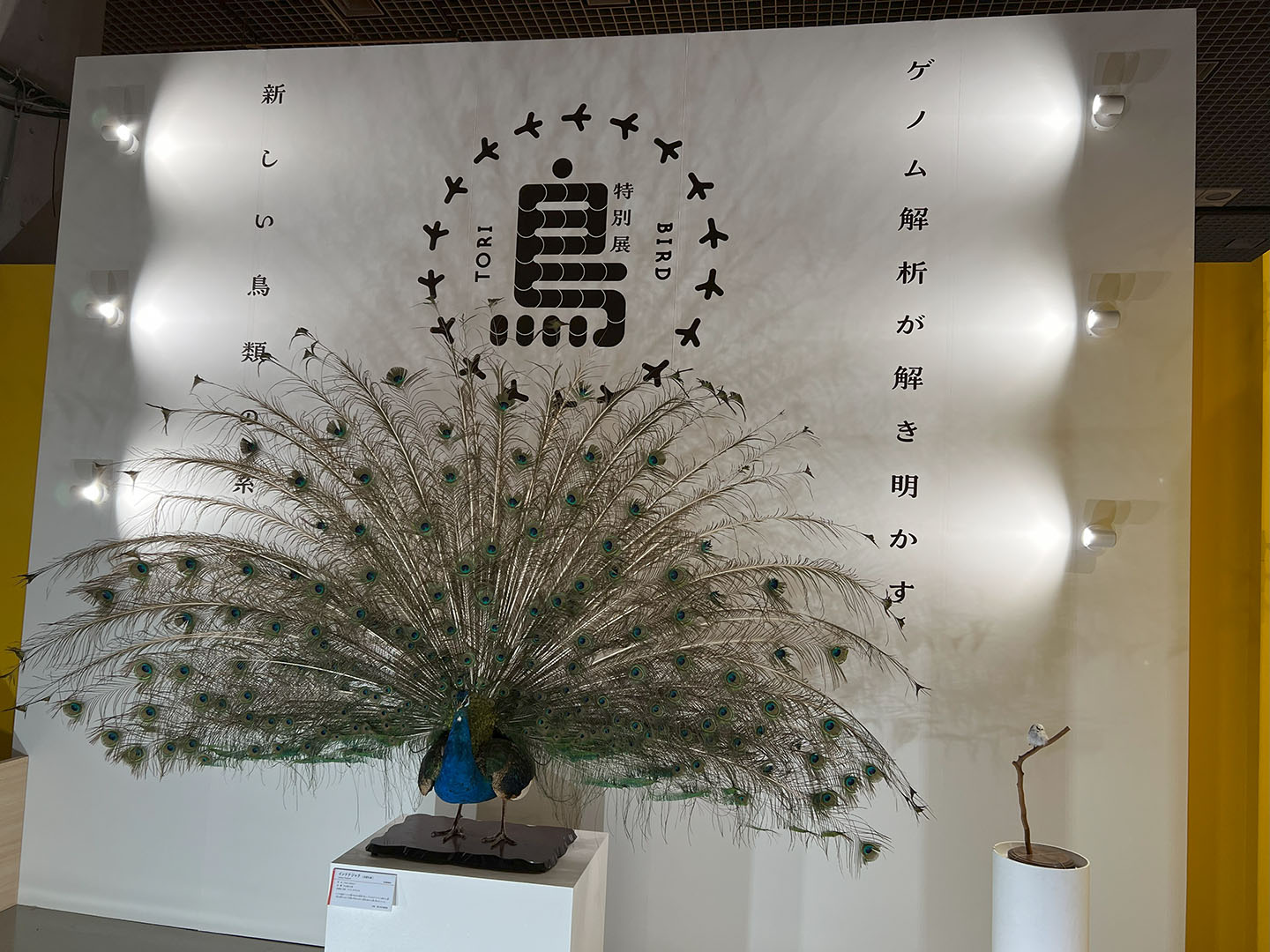2024.12.24 鳥展 : ふなきちのフィールドノート