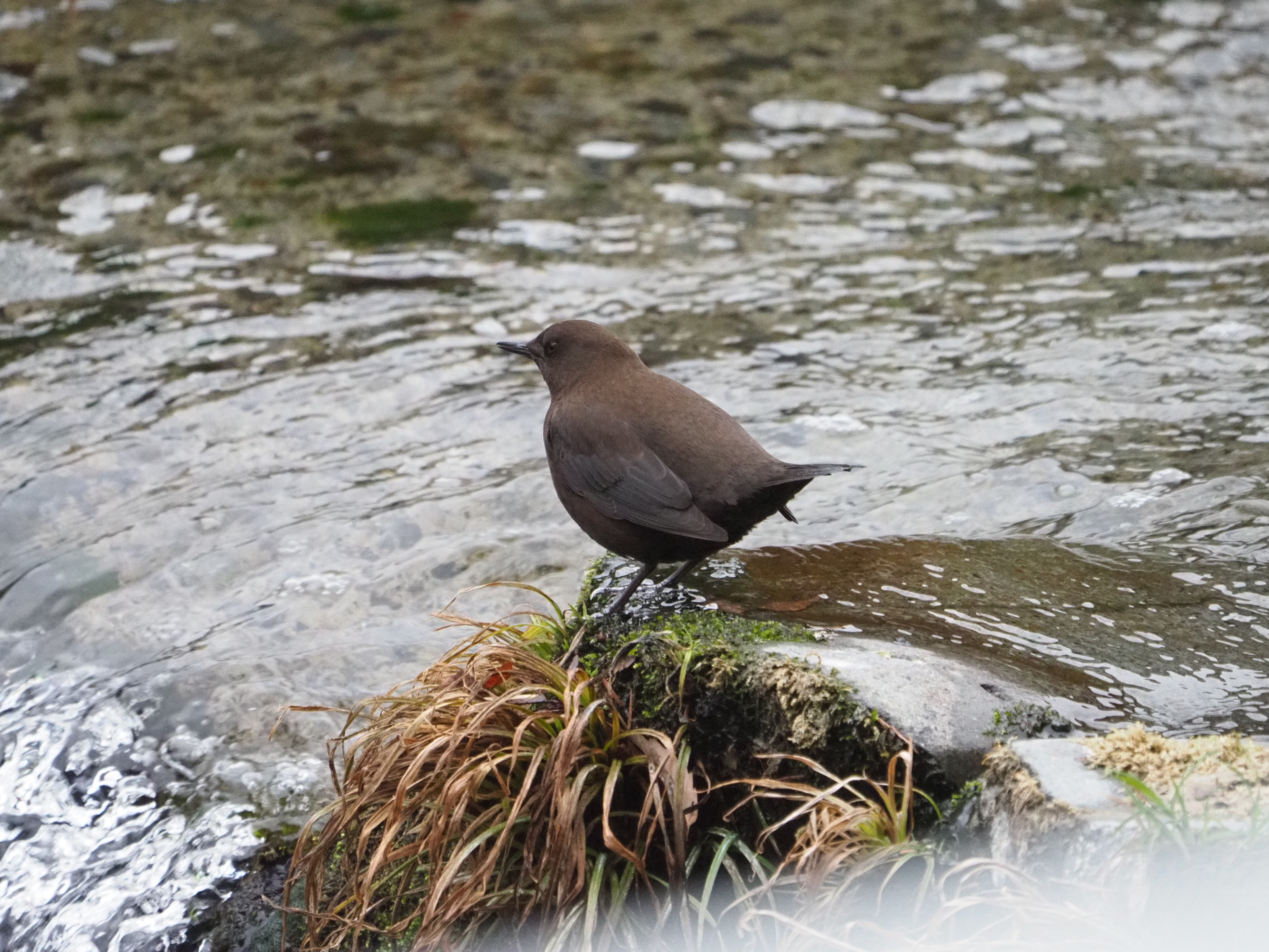 南浅川 カワガラス ふなきちのフィールドノート