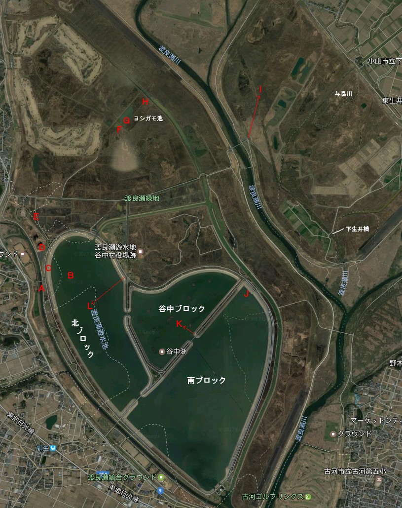 渡良瀬遊水地 コウノトリ ふなきちのフィールドノート 渡良瀬遊水地 コウノトリ ふなきちのフィールドノート