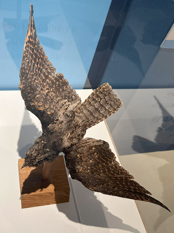 2024.12.24 鳥展 : ふなきちのフィールドノート