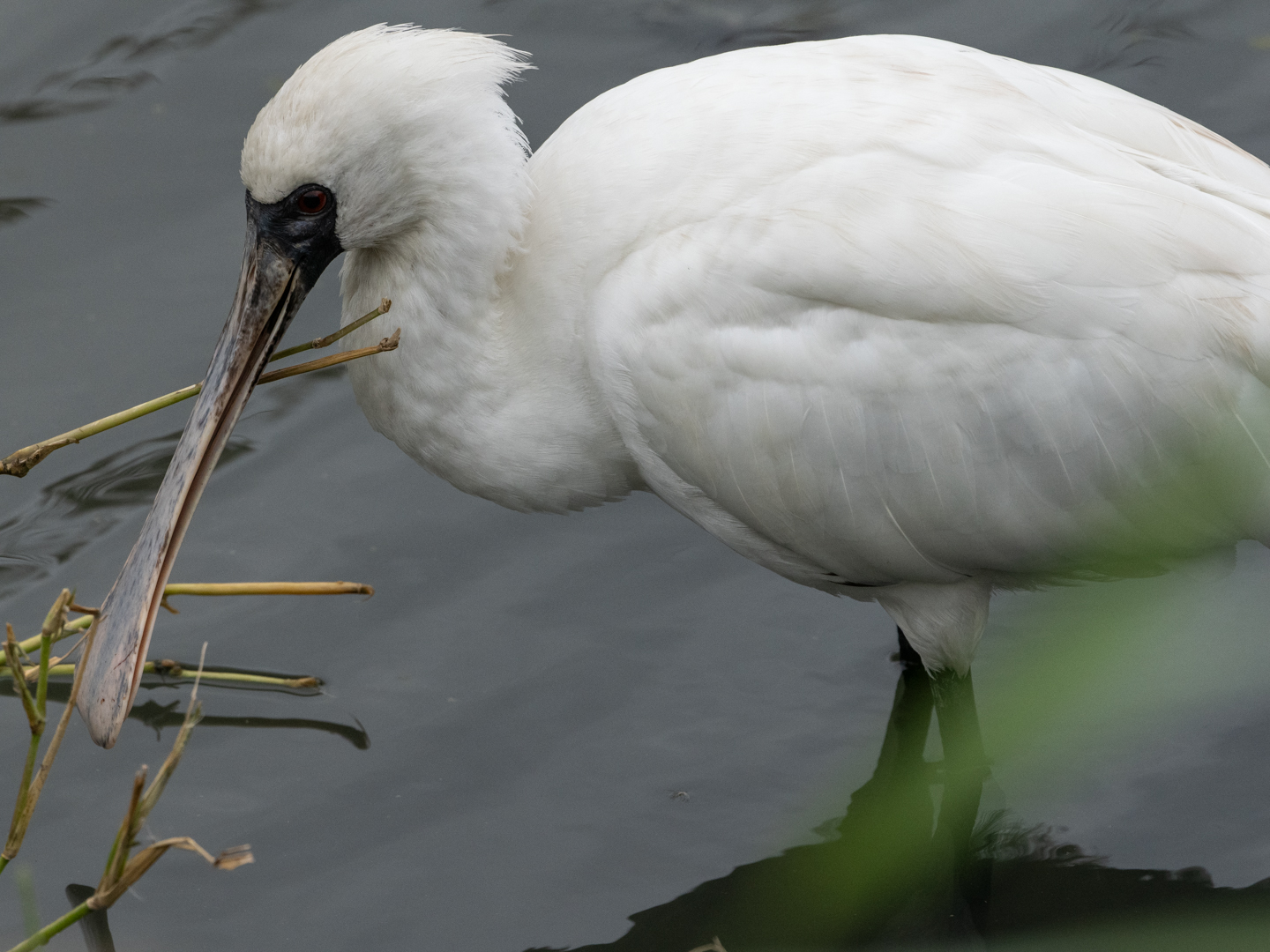 2024.12.18 三角池 世界一クロツラに近い場所 : ふなきちのフィールド