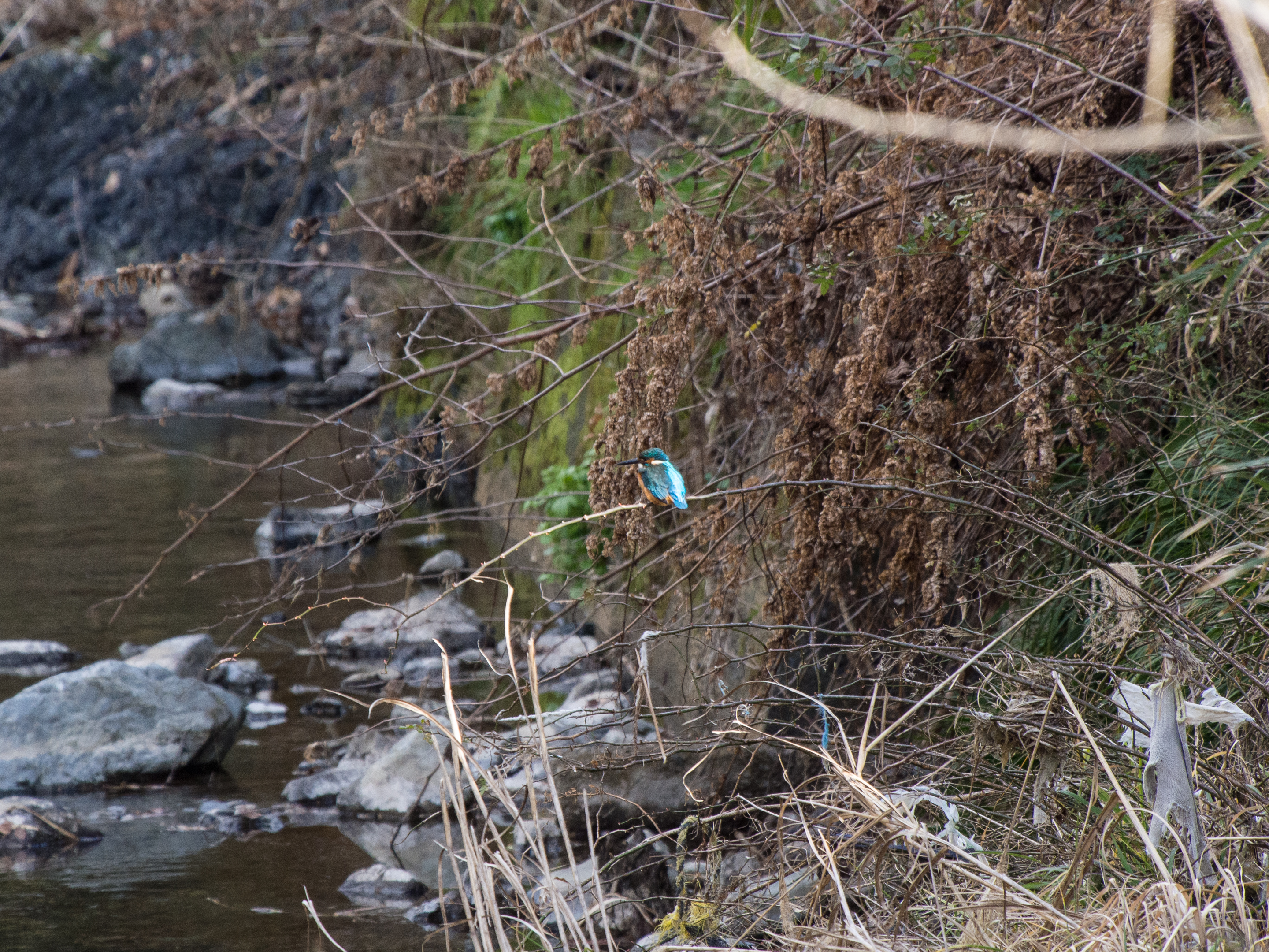 南浅川 白山神社 カワガラス ふなきちのフィールドノート