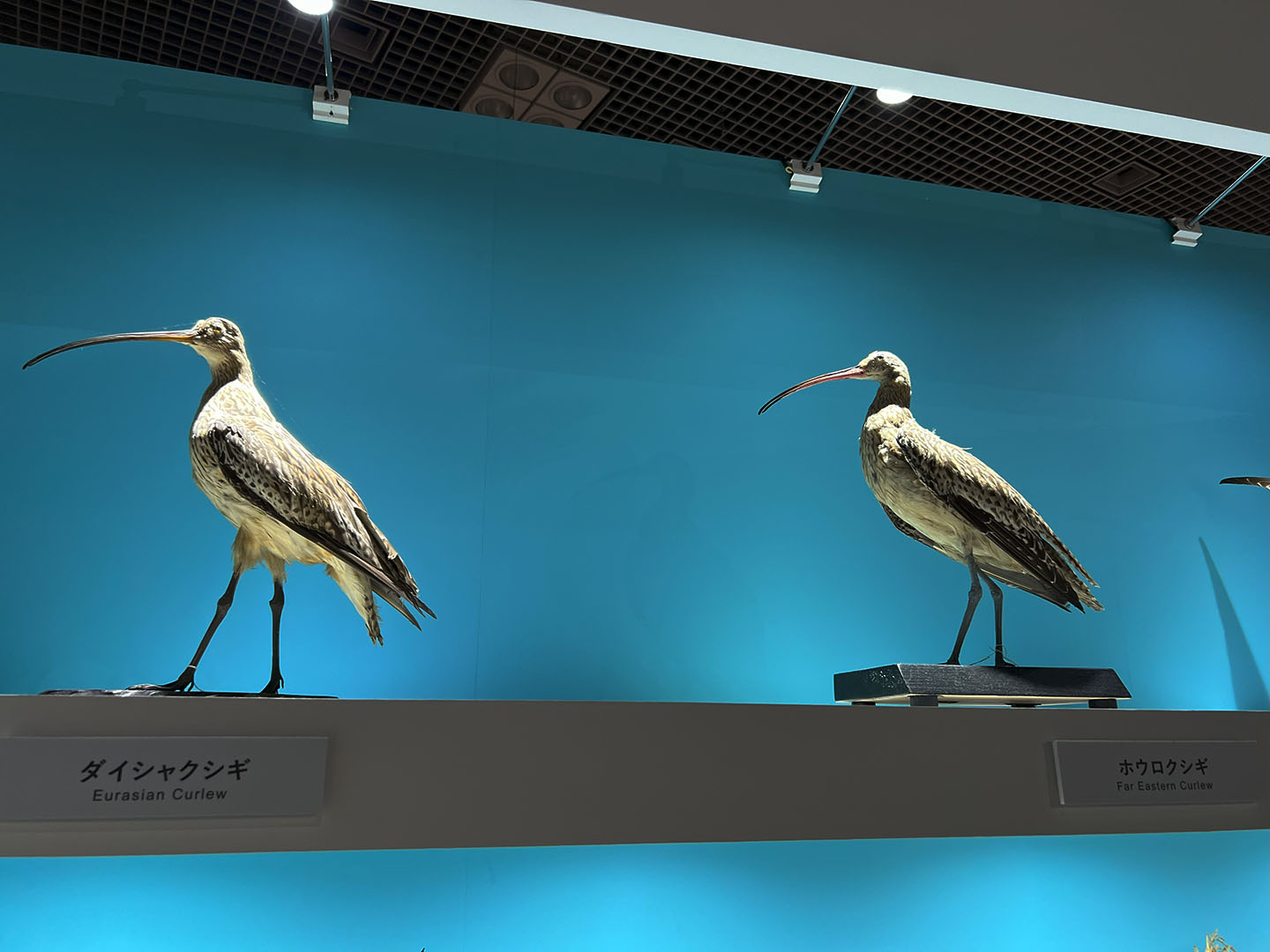 2024.12.24 鳥展 : ふなきちのフィールドノート