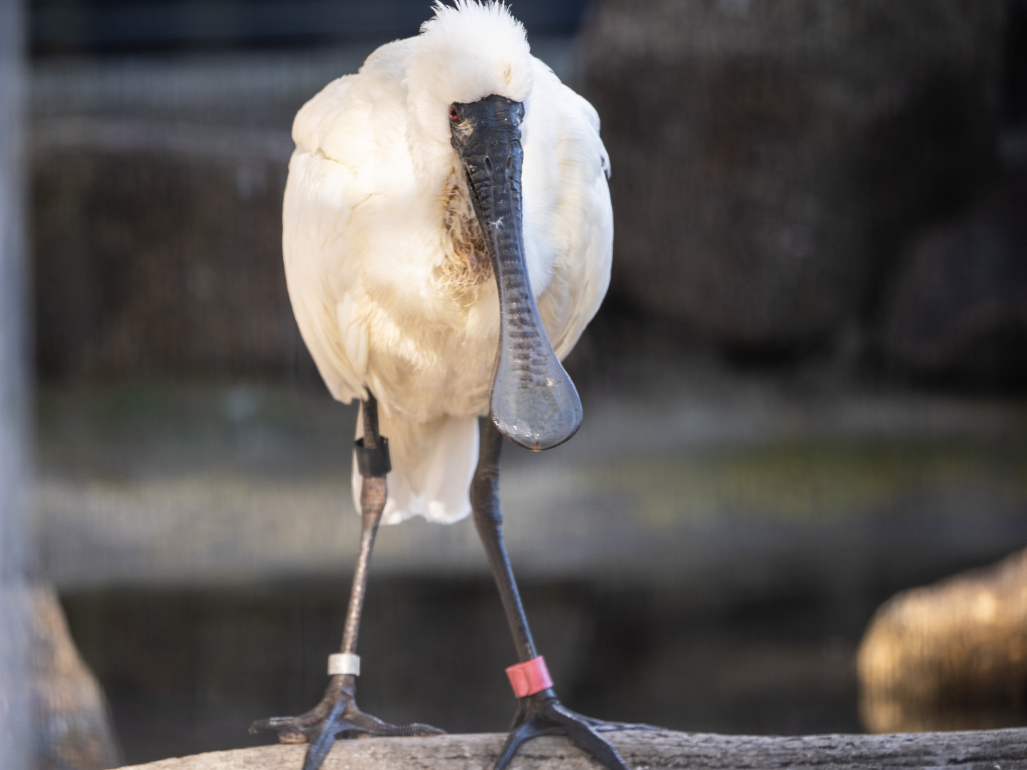 2026.1.25 多摩動物公園 : ふなきちのフィールドノート