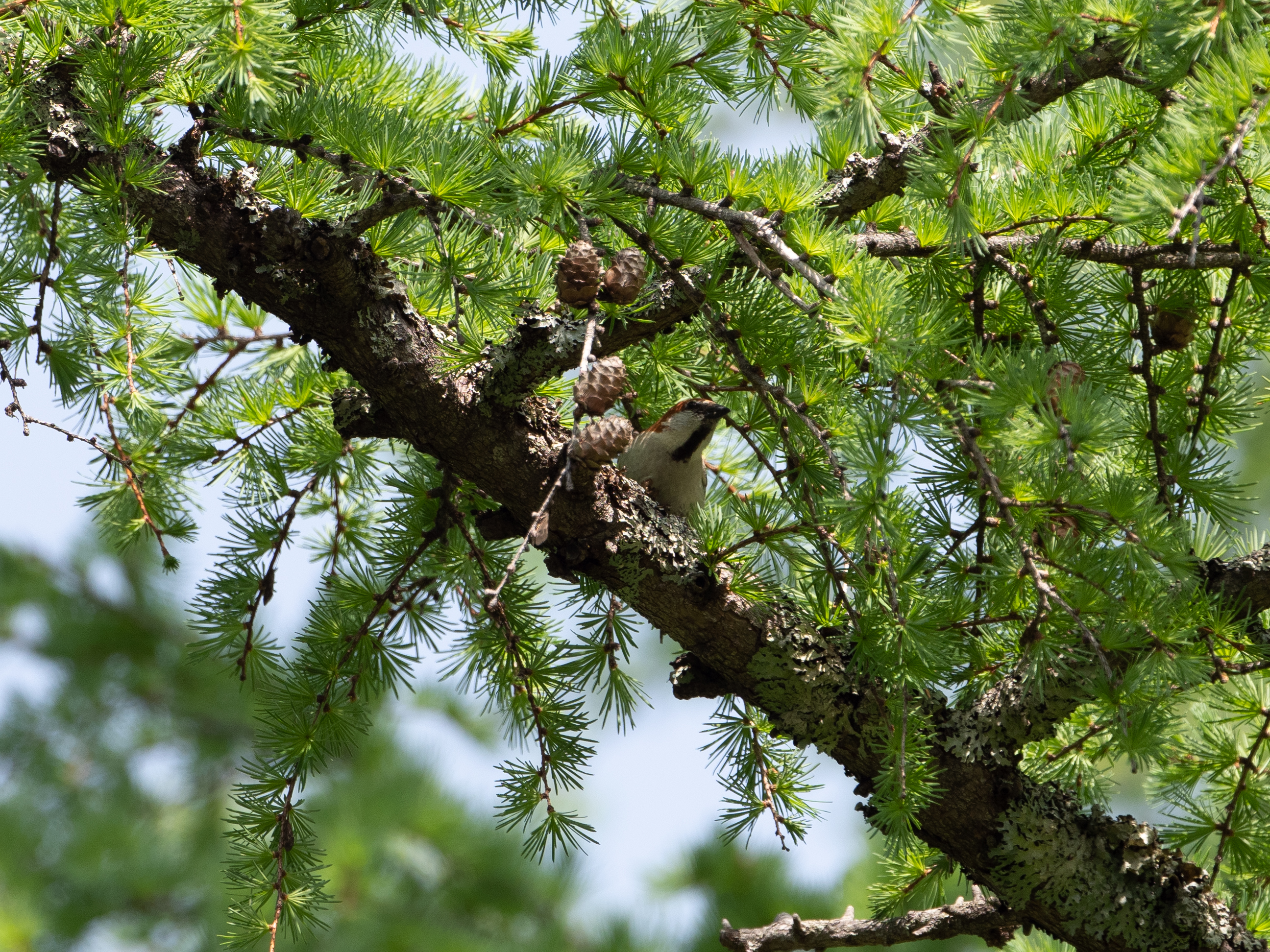 ふなきちのフィールドノート ノビタキ