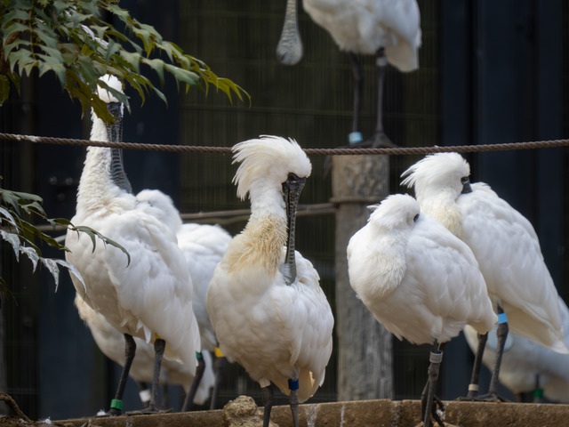 生物　閲覧用 2026.1.25 多摩動物公園 : ふなきちのフィールドノート