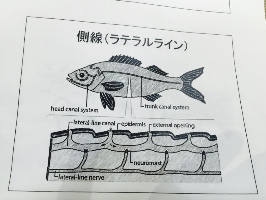 魚について学ぶとウエストラインが美しくなる 元気が生まれるラジオ 舞との対話