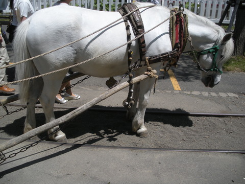 北海道和種(道産子)ってどんな馬? : 日本の馬