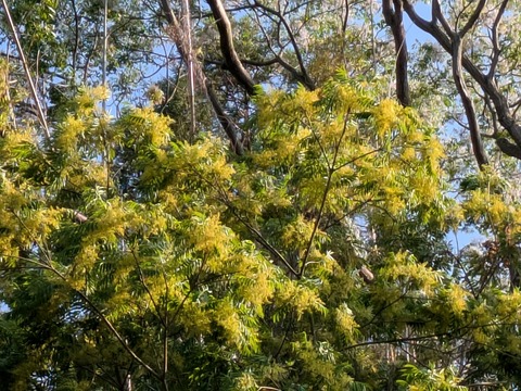 PXL_20250531_075246315