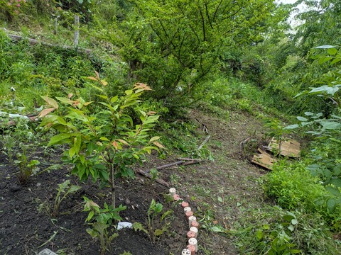 PXL_20250609_021149597