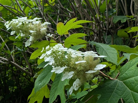 PXL_20250614_004516625