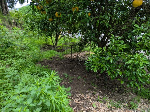 PXL_20250614_005818890