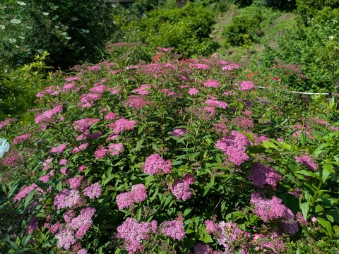 PXL_20250531_055607434