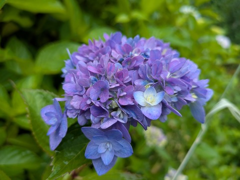 PXL_20250614_000825219