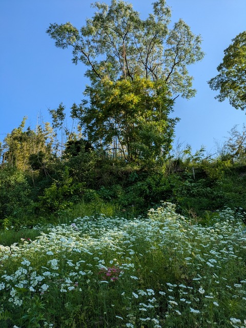 PXL_20250531_075014906