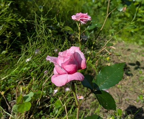 PXL_20250531_055443576~2