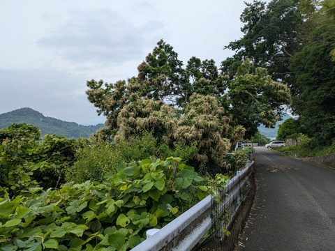 PXL_20250614_005522161