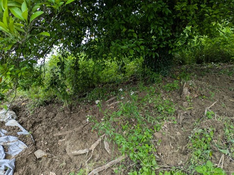 PXL_20250614_005658408