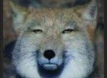 チベットスナギツネ