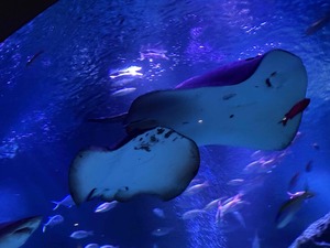 IMG_0833