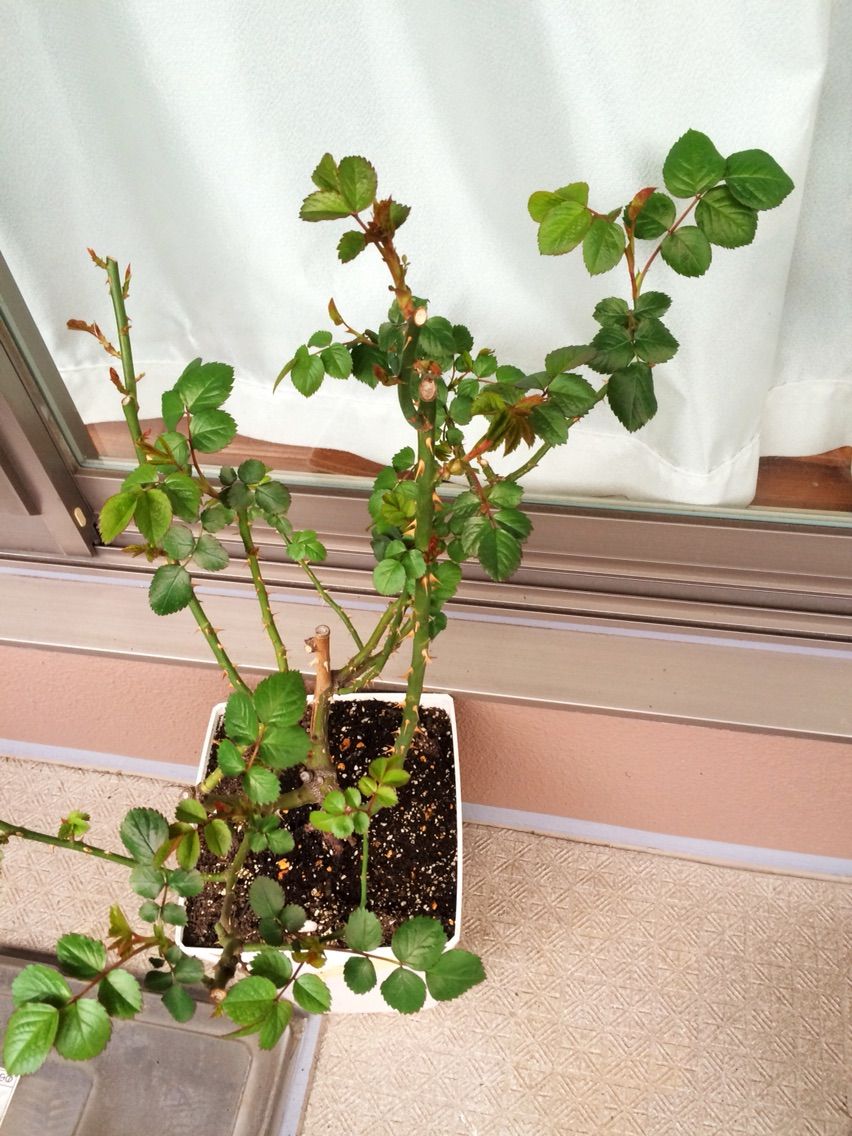 腐葉土と土の再生剤 A Tiny Little Veranda Garden ゚ ベランダガーデニングの始め方 腐葉土と土の再生剤 A Tiny Little Veranda Garden ゚ ベランダガーデニングの始め方