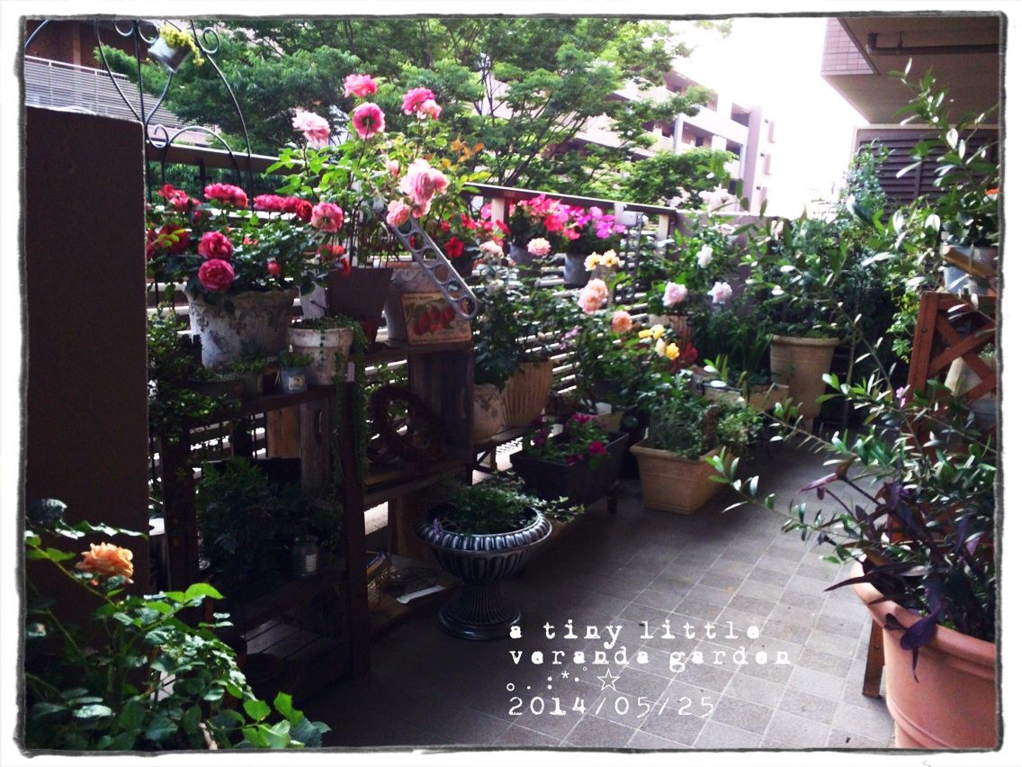 ベランダ フル活用 : a tiny little veranda garden ｡.:*･ﾟ☆ ベランダガーデニングの始め方