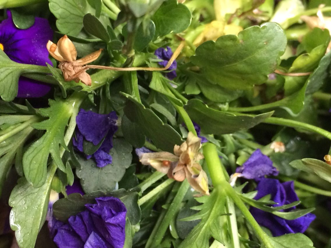 どれが蕾でどれが花がら A Tiny Little Veranda Garden ゚ ベランダガーデニングの始め方 どれが蕾でどれが花がら A Tiny Little Veranda Garden ゚ ベランダガーデニングの始め方
