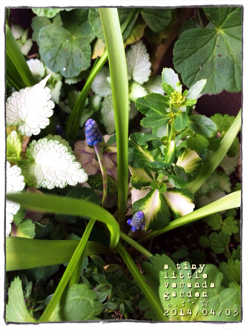 クチナシの葉色 A Tiny Little Veranda Garden ﾟ ベランダガーデニングの始め方