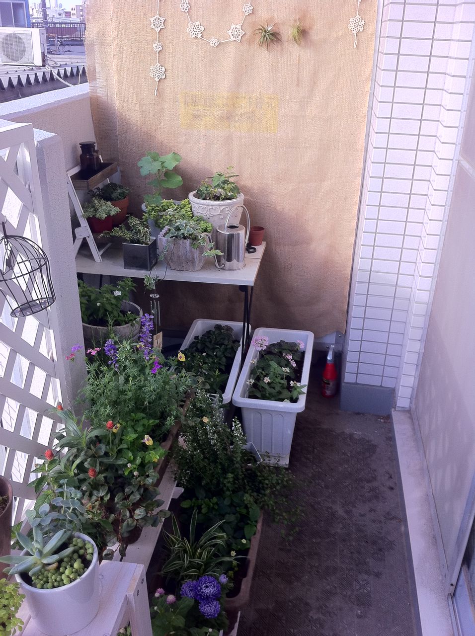 日当たり確保問題 １ A Tiny Little Veranda Garden ﾟ ベランダガーデニングの始め方