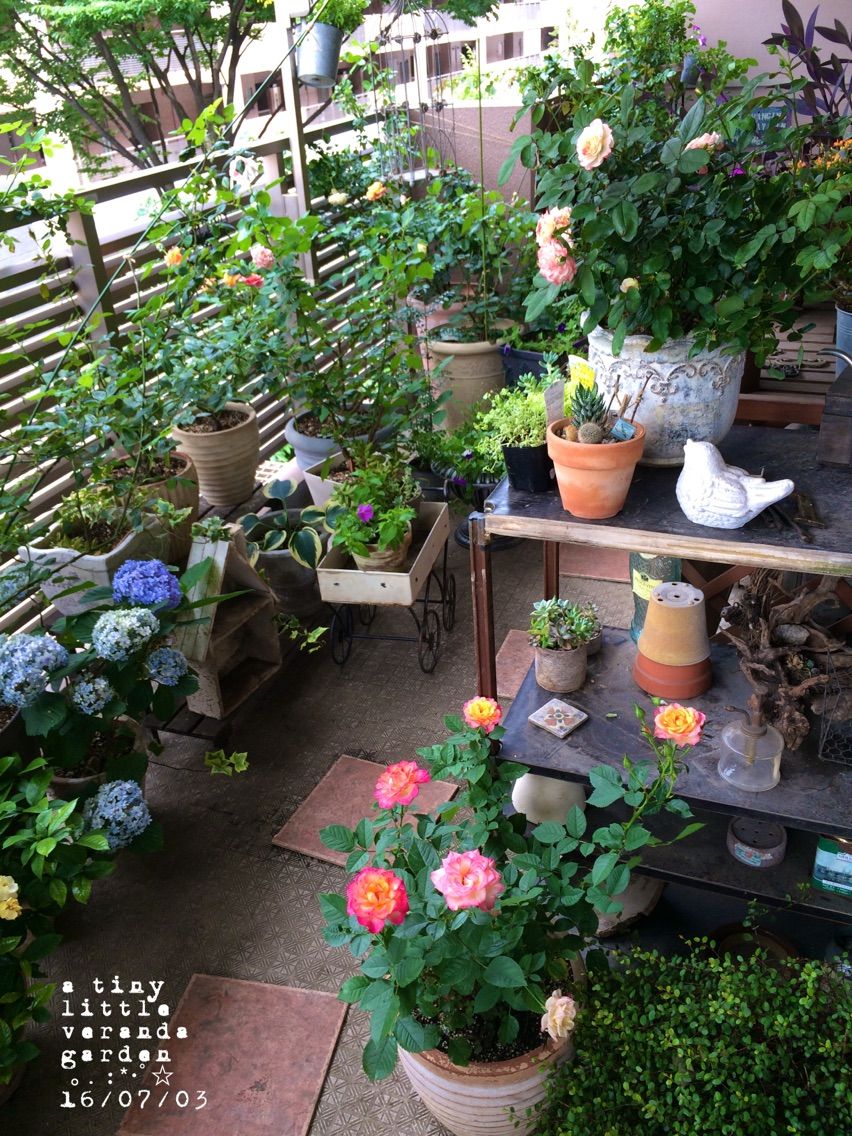 ベランダのレイアウト A Tiny Little Veranda Garden ﾟ ベランダガーデニングの始め方