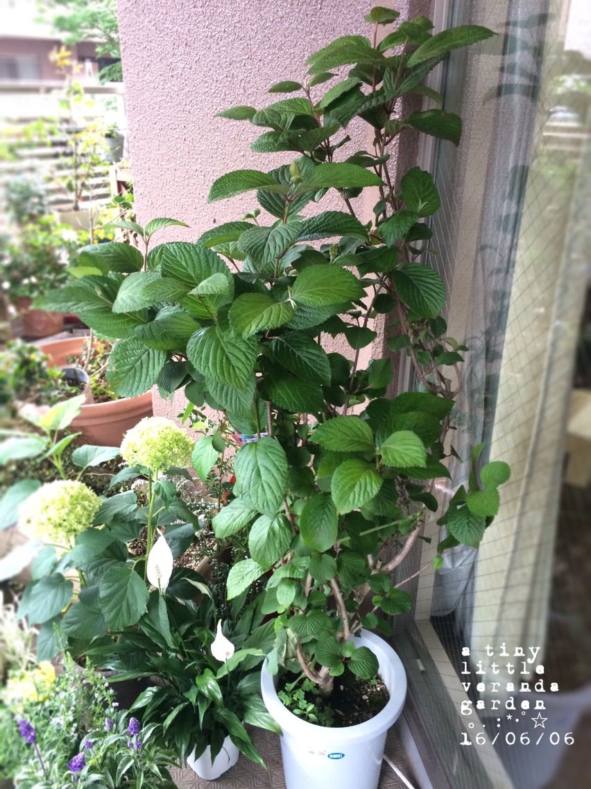 大物ゲッツ オオデマリ A Tiny Little Veranda Garden ﾟ ベランダガーデニングの始め方