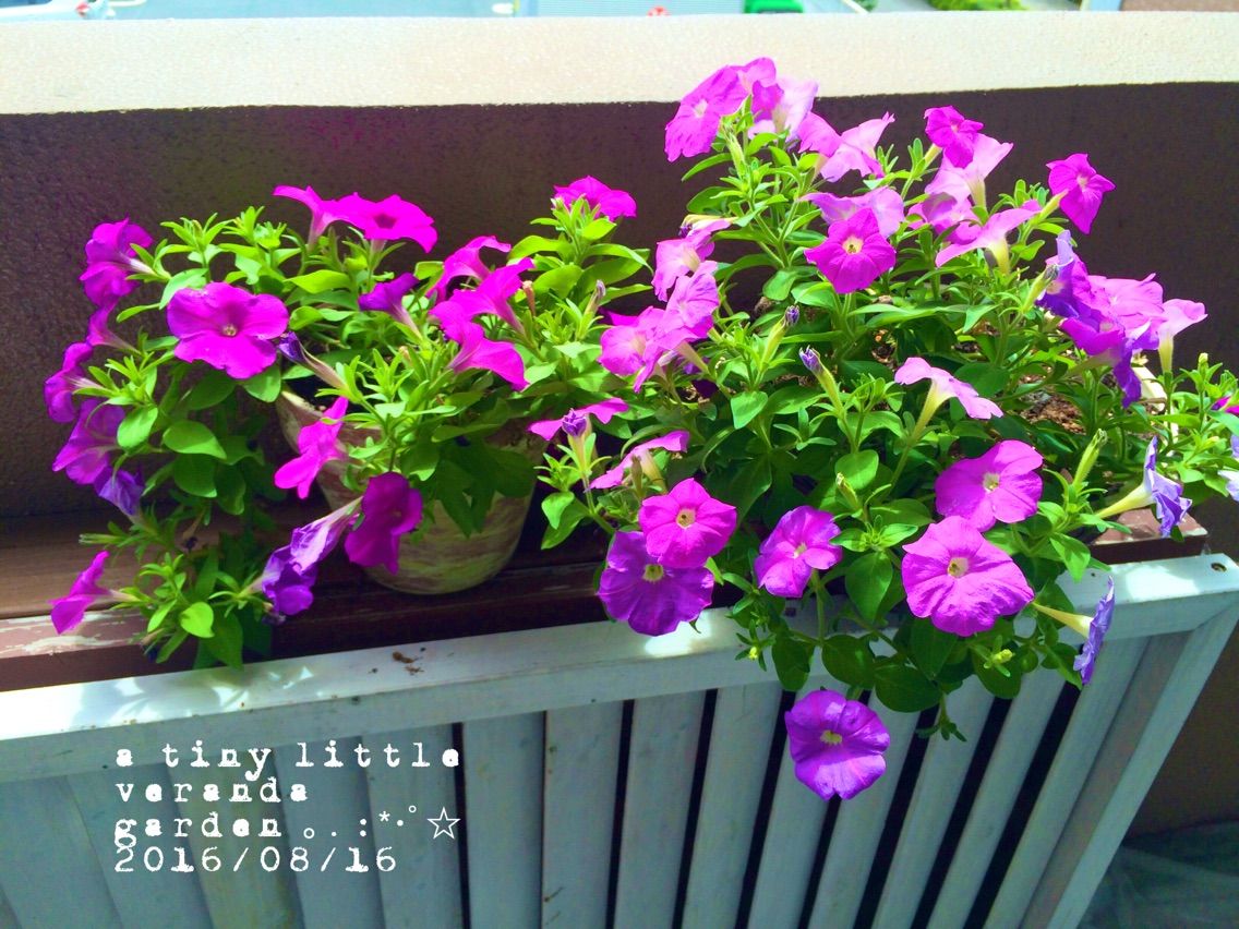 オオデマリの遮光 A Tiny Little Veranda Garden ﾟ ベランダガーデニングの始め方