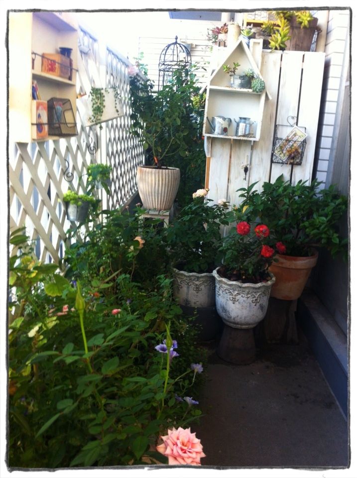 極狭ベランダでバラ A Tiny Little Veranda Garden ﾟ ベランダガーデニングの始め方