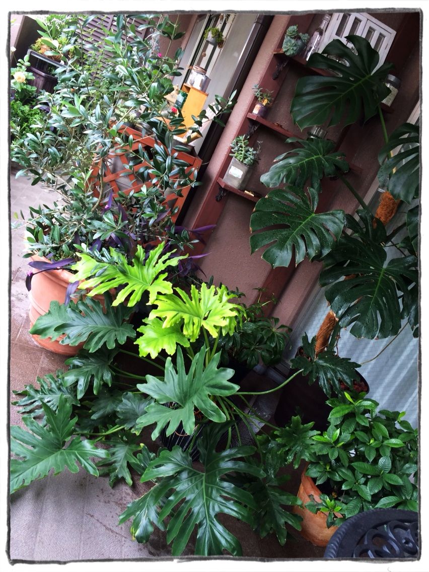 セロームの植え替え A Tiny Little Veranda Garden ﾟ ベランダガーデニングの始め方