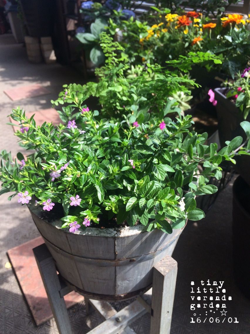 寄せ植えしまくりウェンズデイ A Tiny Little Veranda Garden ゚ ベランダガーデニングの始め方 寄せ植えしまくりウェンズデイ A Tiny Little Veranda Garden ゚ ベランダガーデニングの始め方