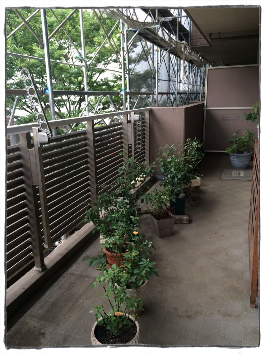 ベランダ大規模修繕 はじまる A Tiny Little Veranda Garden ゚ ベランダガーデニングの始め方 ベランダ大規模修繕 はじまる A Tiny Little Veranda Garden ゚ ベランダガーデニングの始め方