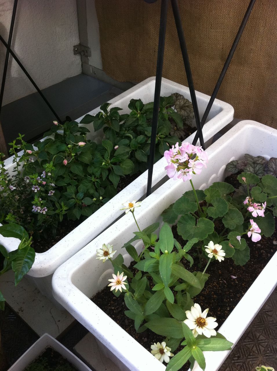 日当たり確保問題 １ A Tiny Little Veranda Garden ﾟ ベランダガーデニングの始め方