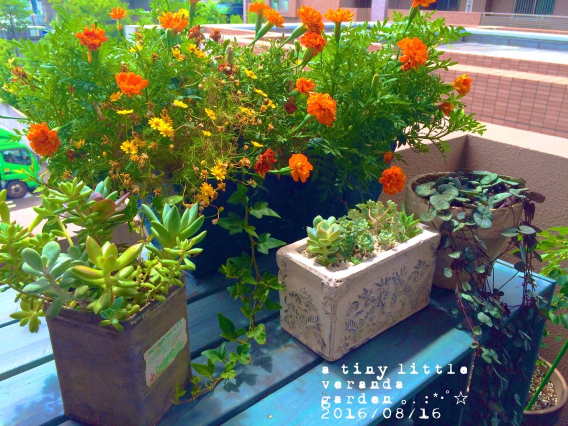 オオデマリの遮光 A Tiny Little Veranda Garden ﾟ ベランダガーデニングの始め方