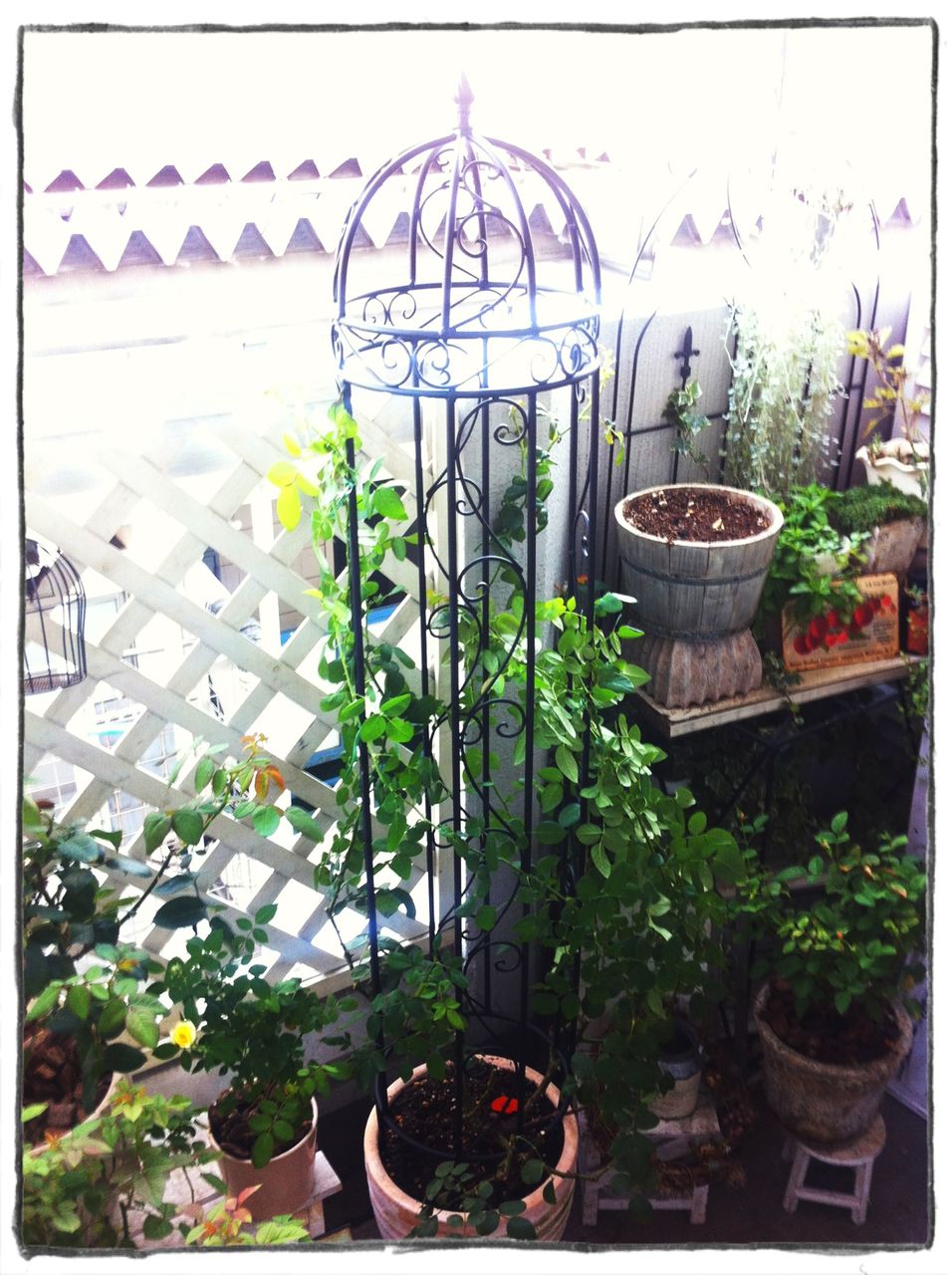 やっちまった系オベリスク A Tiny Little Veranda Garden ﾟ ベランダガーデニングの始め方
