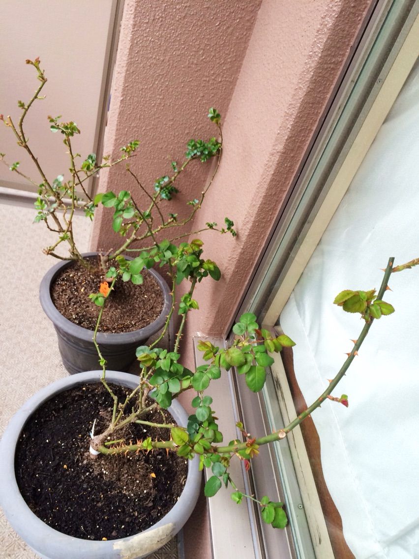 腐葉土と土の再生剤 A Tiny Little Veranda Garden ゚ ベランダガーデニングの始め方 腐葉土と土の再生剤 A Tiny Little Veranda Garden ゚ ベランダガーデニングの始め方