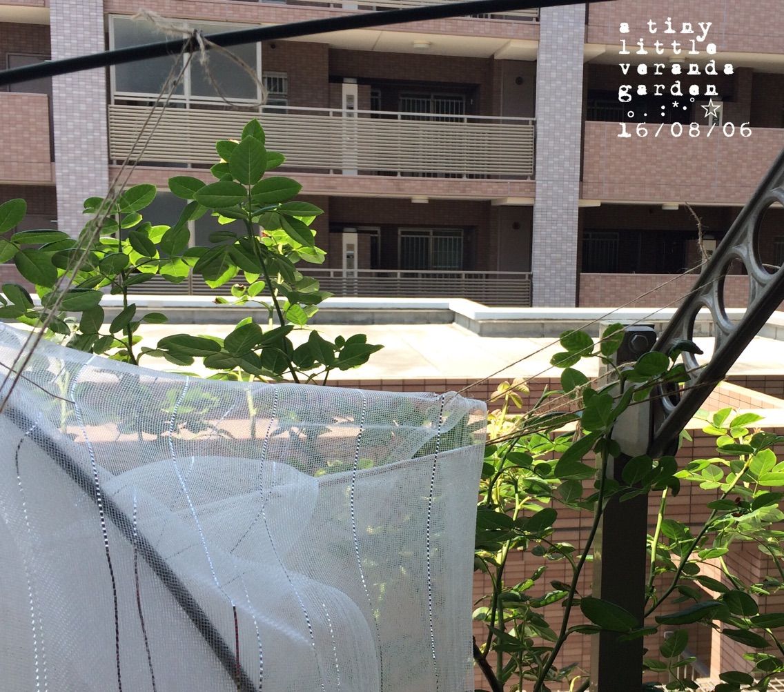 オオデマリの遮光 A Tiny Little Veranda Garden ゚ ベランダガーデニングの始め方 オオデマリの遮光 A Tiny Little Veranda Garden ゚ ベランダガーデニングの始め方