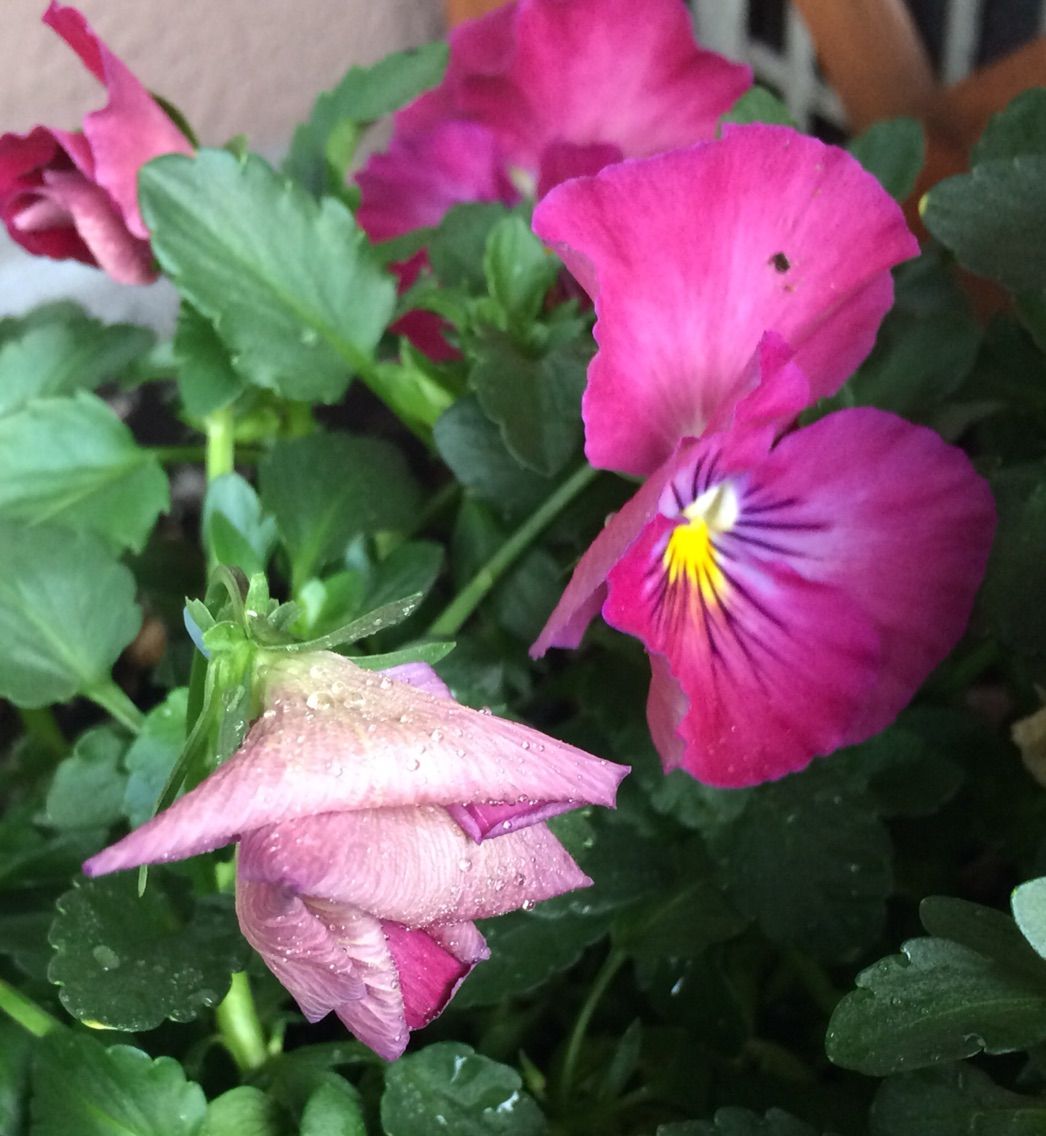 どれが蕾でどれが花がら A Tiny Little Veranda Garden ﾟ ベランダガーデニングの始め方