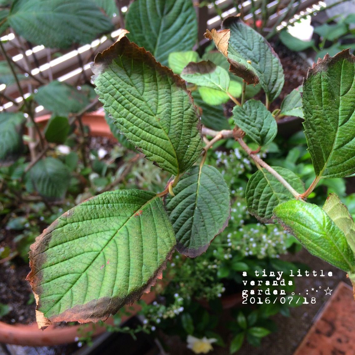 光を求めて A Tiny Little Veranda Garden ゚ ベランダガーデニングの始め方 光を求めて A Tiny Little Veranda Garden ゚ ベランダガーデニングの始め方