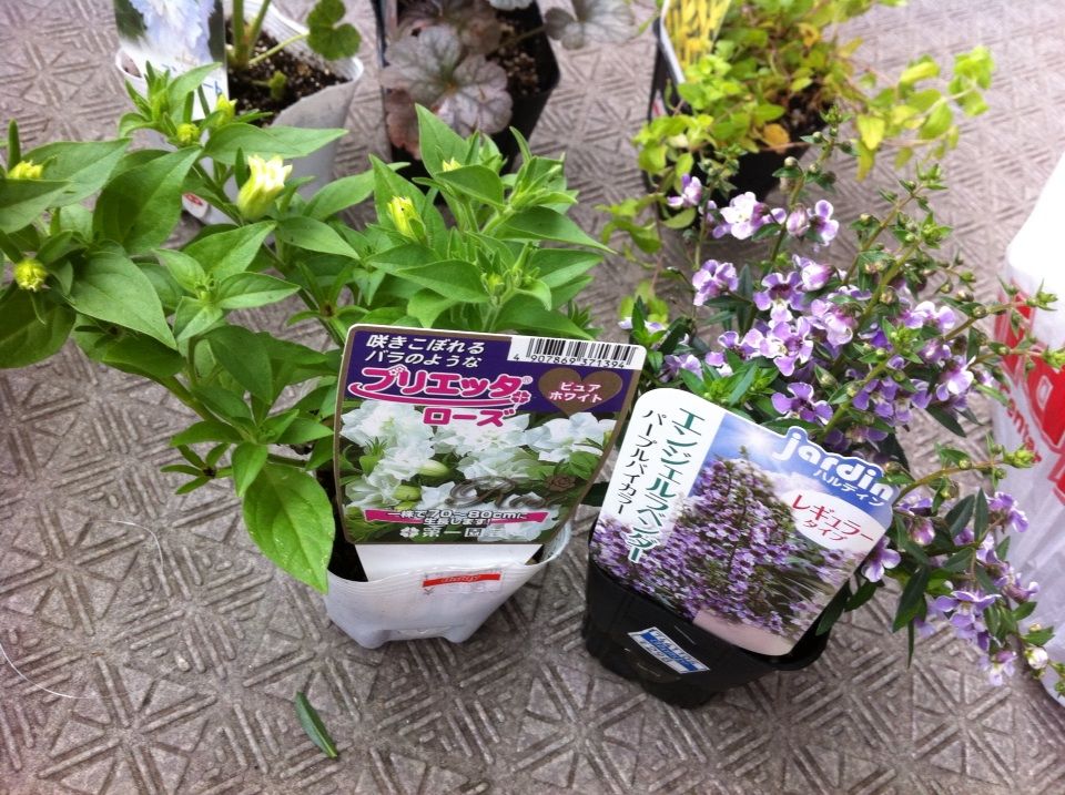 花が咲かないワケ A Tiny Little Veranda Garden ゚ ベランダガーデニングの始め方 花が咲かないワケ A Tiny Little Veranda Garden ゚ ベランダガーデニングの始め方
