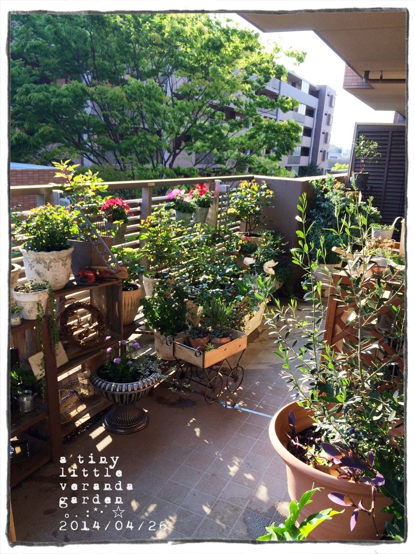 夕陽のなかのベランダ : a tiny little veranda garden ｡.:*･ﾟ☆ ベランダガーデニングの始め方