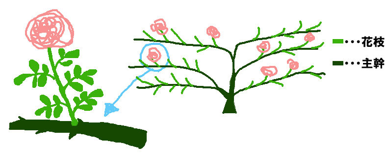 つるバラの花がら摘みと夏剪定 A Tiny Little Veranda Garden ﾟ ベランダガーデニングの始め方