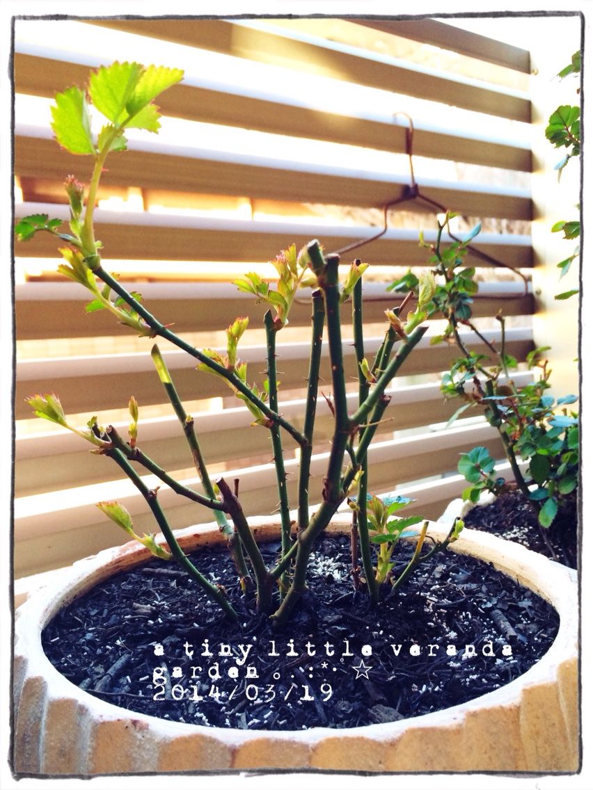 3月のある朝のバラ A Tiny Little Veranda Garden ﾟ ベランダガーデニングの始め方