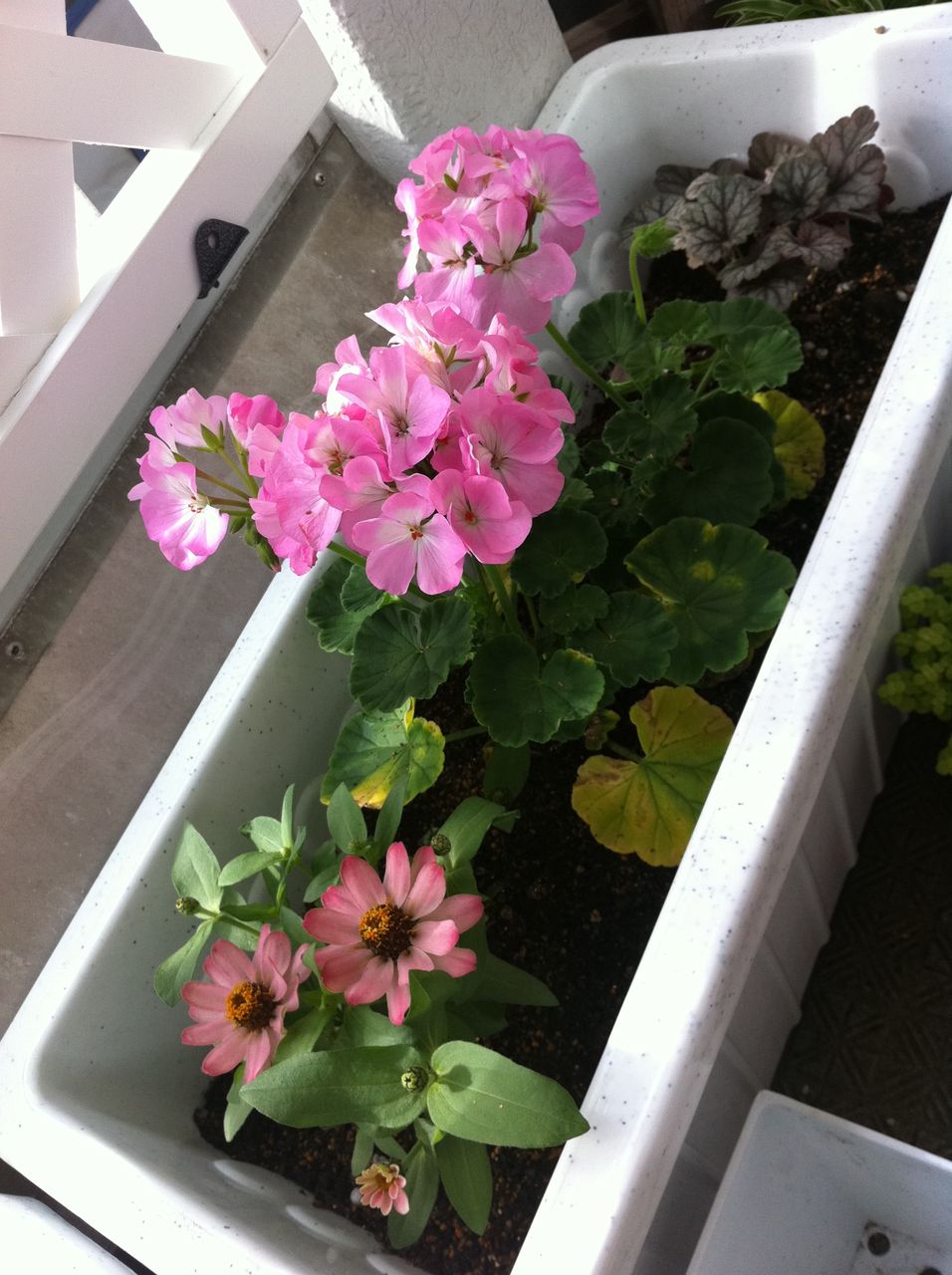 日当たり確保問題 １ A Tiny Little Veranda Garden ﾟ ベランダガーデニングの始め方